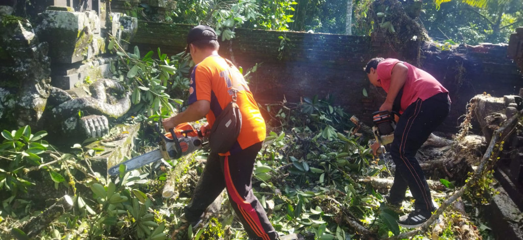 Pohon Tumbang di Pura Puseh, Banjar Telugtug, Desa Carangsari, Kecamatan Petang Tanggal 09 Januari 2024